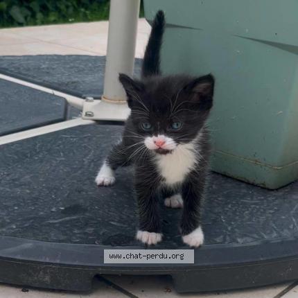 Foto 1/1 Figaro Chat perdido en Jurancon