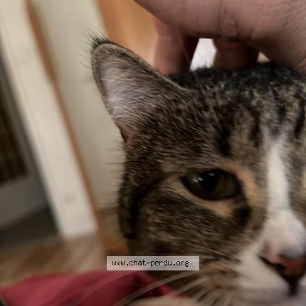 Foto 1/1 Zelda Chat perdido en Lyon
