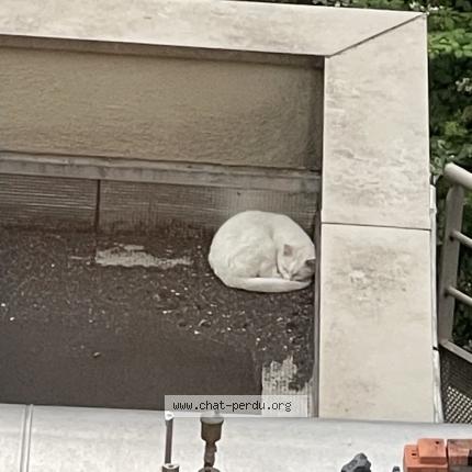 Foto 1/1 Gato encontrado Encontrado en Macon