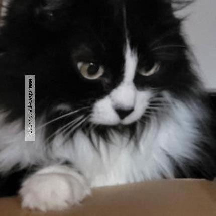 Foto 1/1 Caline Chat perdido en Villeneuve les beziers 34420