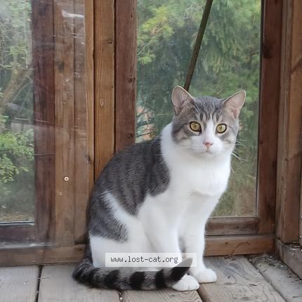 Foto 1/1 Bernie Chat perdido en Fergus