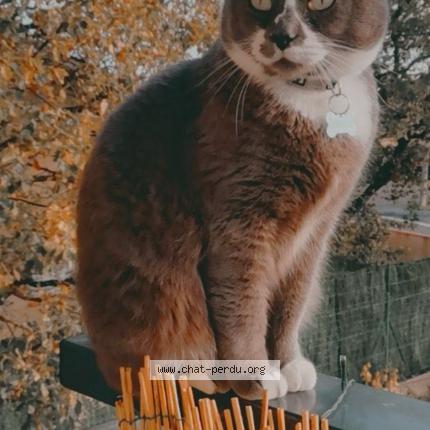 Foto 1/1 Gribouille Chat perdido en Villeneuve tolosane