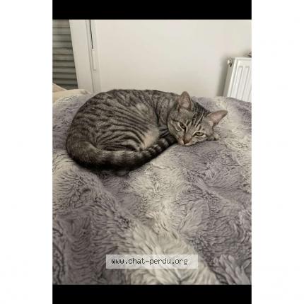 Foto 1/1 Shadow Chat perdido en Saint bruno de montarville