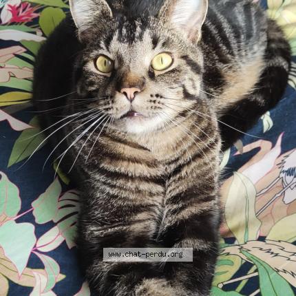 Foto 1/1 Urkan Chat perdido en L union