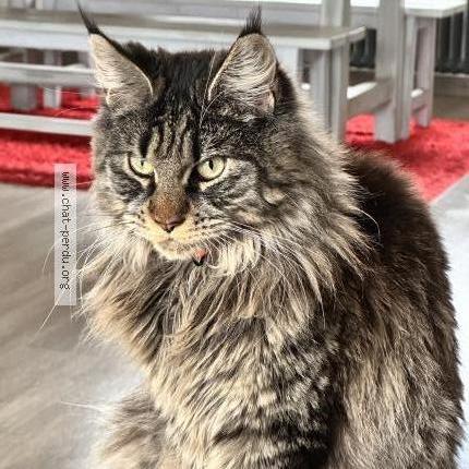 Foto 1/1 jade Chat perdido en Beligneux