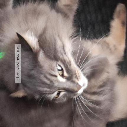 Foto 1/2 Gato encontrado Perdido en Rennes