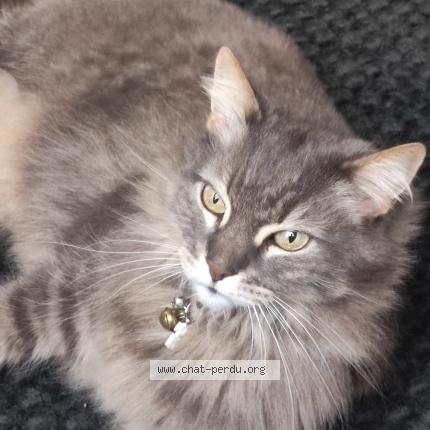 Foto 2/2 Gato encontrado Perdido en Rennes