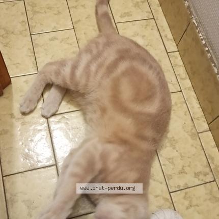 Foto 1/1 Va&iuml;ana Chat perdido en Josselin