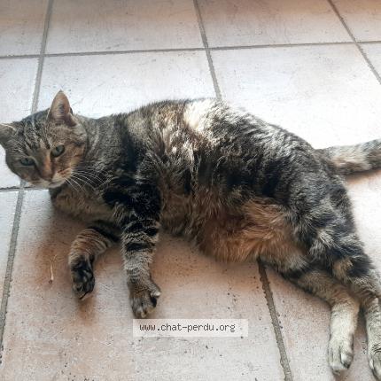 Foto 1/1 Cannelle Chat perdido en La bouilladisse