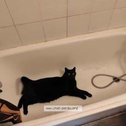 Foto 1/1 Bibou Chat perdido en Passy 74190