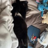 Foto del gato perdido en Missillac