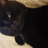 Foto del gato perdido en Nevers