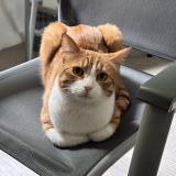 Foto del gato perdido en Noisiel