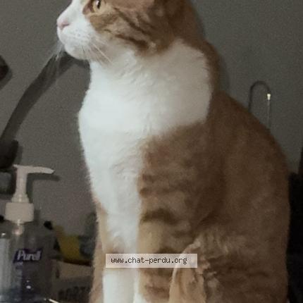 Foto 2/3 Monkeydoo Chat perdido en Noisiel