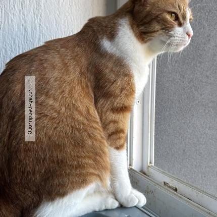 Foto 3/3 Monkeydoo Chat perdido en Noisiel