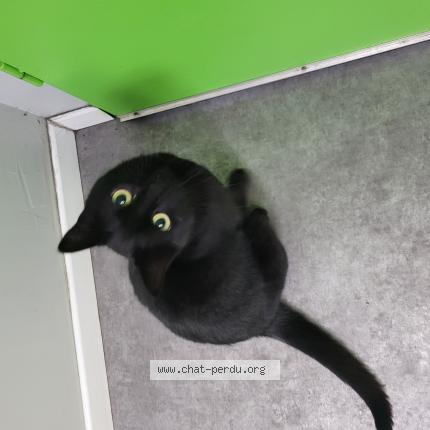 Foto 1/1 Vanda Chat perdido en Evreux