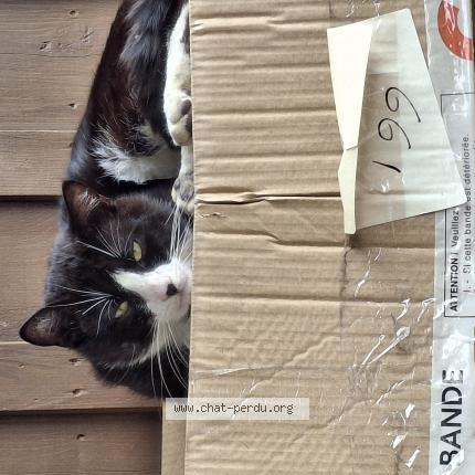 Foto 1/1 Gato encontrado Encontrado en Sin le noble