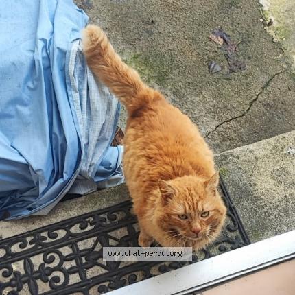 Foto 1/1 VICTOR Chat perdido en Saint macaire en mauges