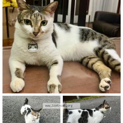 Foto 1/1 Galbi Chat perdido en Singapore