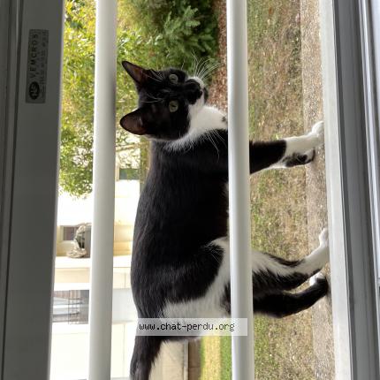 Foto 1/1 Gato encontrado Encontrado en Corbeil essonnes