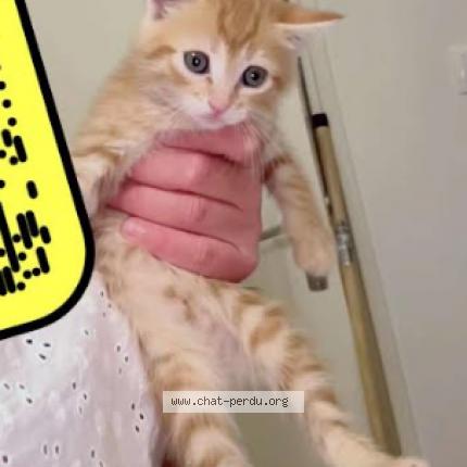 Foto 1/1 Gato encontrado Encontrado en Montpellier