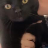 Foto del gato perdido en Valmont