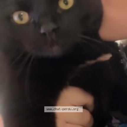 Foto 1/2 MOULA Chat perdido en Valmont