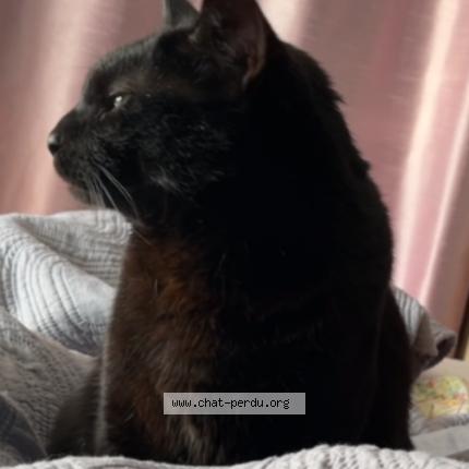 Foto 2/2 MOULA Chat perdido en Valmont