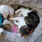 Foto del gato perdido en Argentat