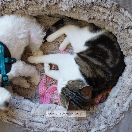 Foto 1/1 Milou Chat perdido en Argentat