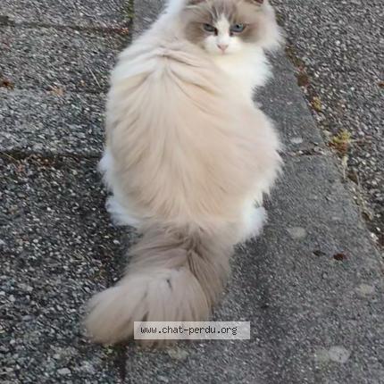 Foto 1/1 TASHA Chat perdido en Villefontaine