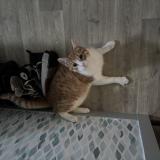 Foto del gato perdido en Izon