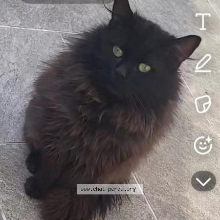 Foto 1/3 Gato encontrado Encontrado en Tourcoing