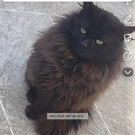 Foto 2/3 Gato encontrado Encontrado en Tourcoing