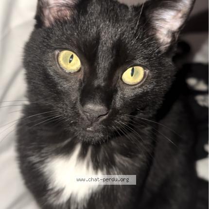 Foto 1/1 Tommy Chat perdido en Vayres