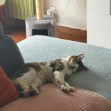 Foto del gato perdido en Is En Bassigny