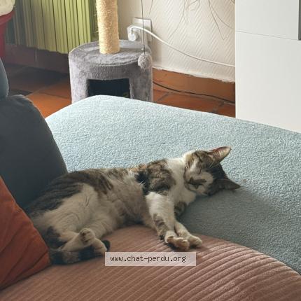 Foto 1/1 Vannia Chat perdido en Is en bassigny