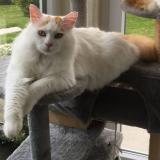 Foto del gato perdido en Wittersheim