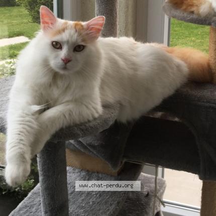 Foto 1/1 Tarkan Chat perdido en Wittersheim