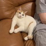 Foto del gato perdido en Toulouse