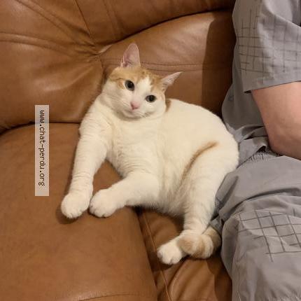 Foto 1/1 Marley Chat perdido en Toulouse