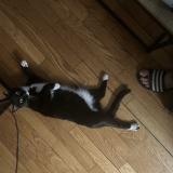 Foto del gato perdido en Paris