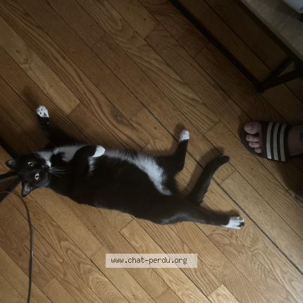 Foto 1/1 Tr&eacute;sor ou biboune Chat perdido en Paris