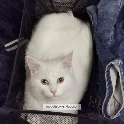 Foto 1/1 Sigurd Chat perdido en Cadenet