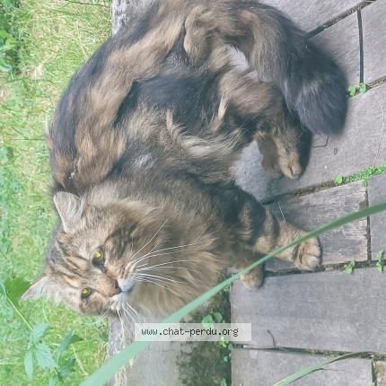 Foto 1/1 Gato encontrado Encontrado en Fontenay sous bois