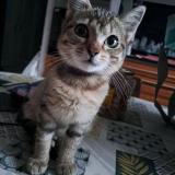 Foto del gato perdido en St Hilaire Du Rosier