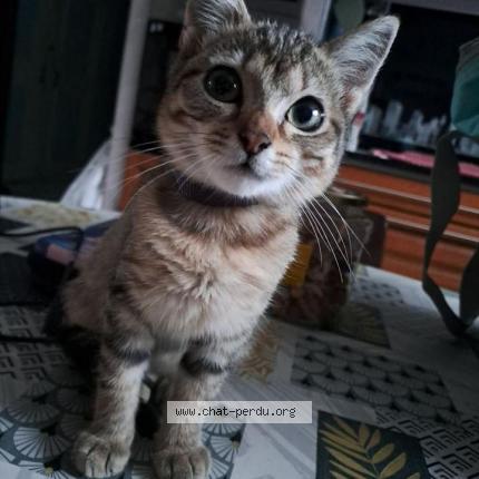 Foto 1/1 Frimousse Chat perdido en St hilaire du rosier