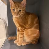 Foto del gato perdido en Pusignan