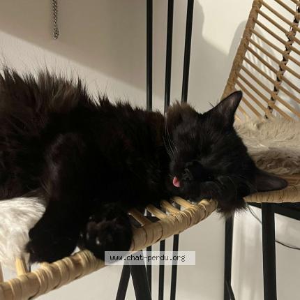 Foto 1/1 Booba Chat perdido en Leucate