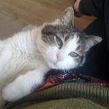 Foto del gato perdido en Lennon